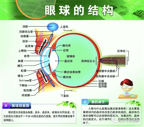 鸳鸯眼面相|鸳鸯眼的人性格和命运